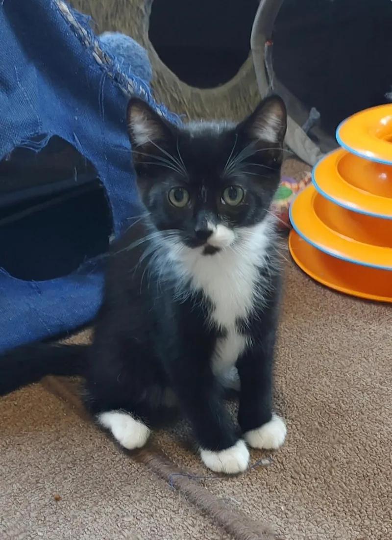 A baby medium-sized male Black & White / Tuxedo Domestic Short Hair cat named Dean Martin for adoption in Pasco, WA