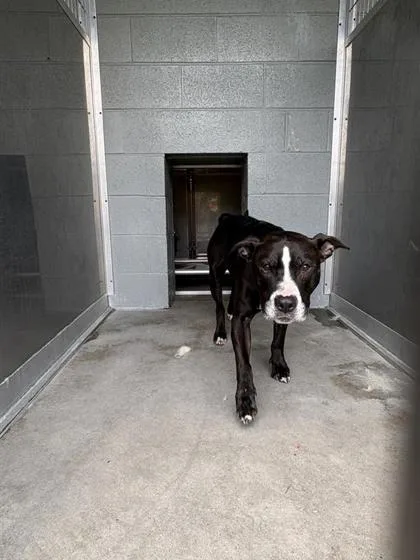 An adult large-sized male Mixed Breed dog named Stud for adoption in West Chester, PA