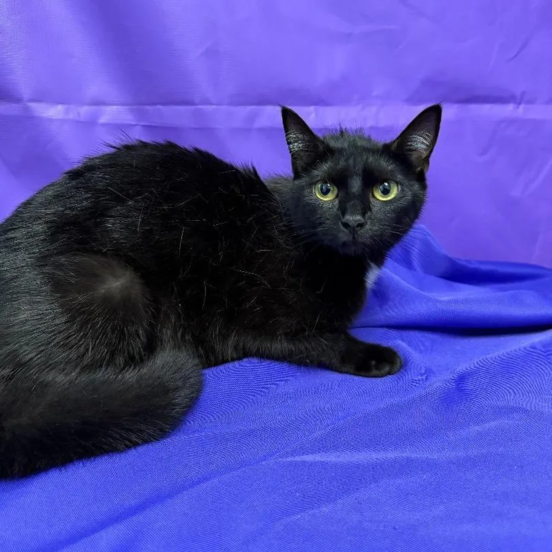 An adult medium-sized female Black Domestic Medium Hair cat named Debbie for adoption in North Myrtle Beach, SC