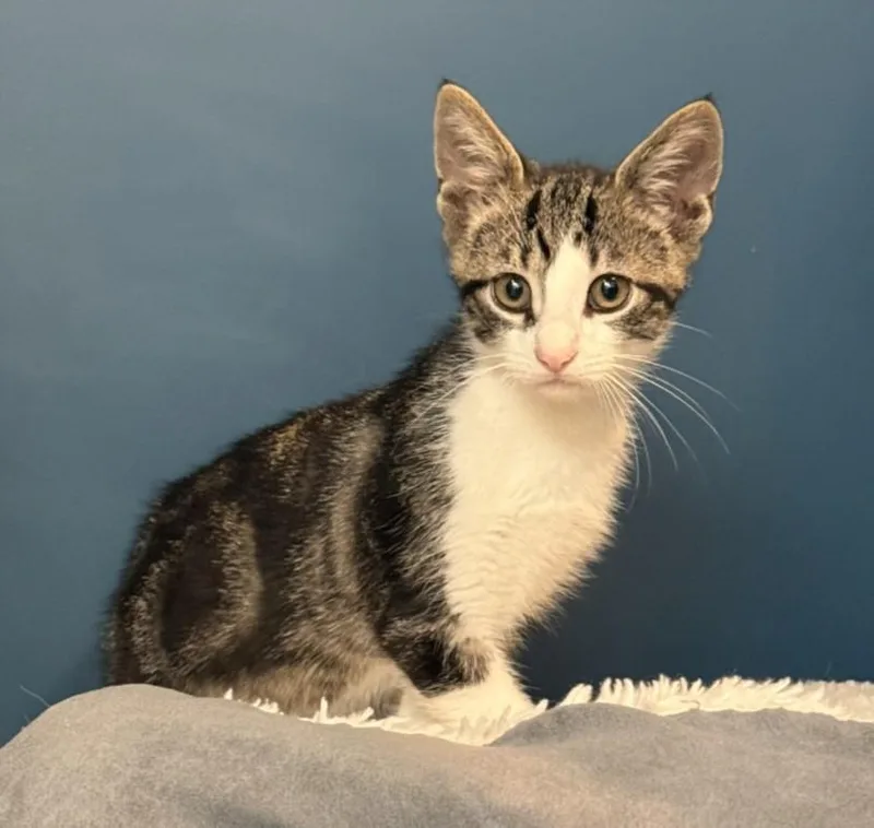 A baby small-sized male Domestic Short Hair cat named Frappuccino for adoption in Hagerstown, MD