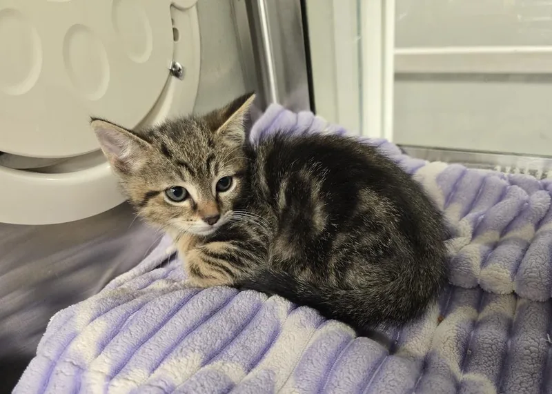 A baby small-sized male Domestic Short Hair cat named Huck for adoption in Dickson, TN