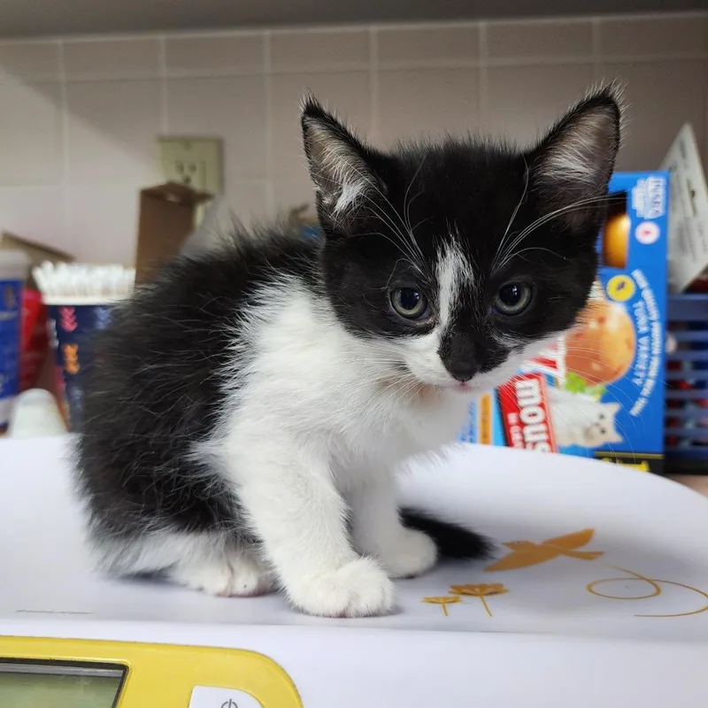 A baby small-sized male Black Domestic Short Hair cat named Rowen for adoption in Dixon, IL
