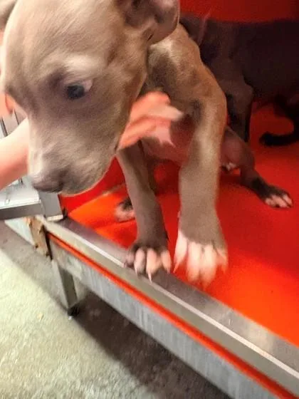 A young medium-sized male Pit Bull Terrier dog named Ezra for adoption in Kansas City, MO