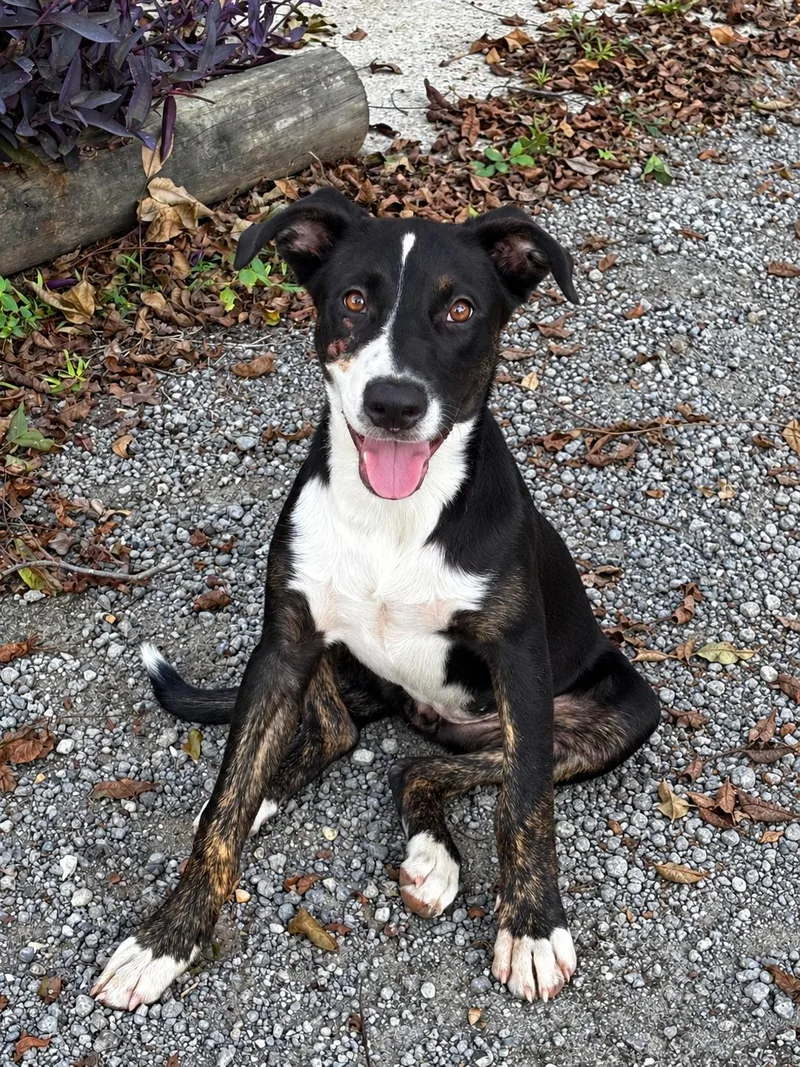 A baby medium-sized female Terrier dog named Spotlight for adoption in Mobile, AL