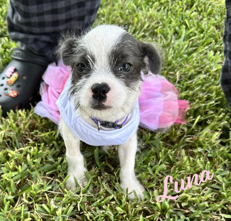 A baby small-sized female Jack Russell Terrier dog named Luna plushtoylitter for adoption in Houston, TX