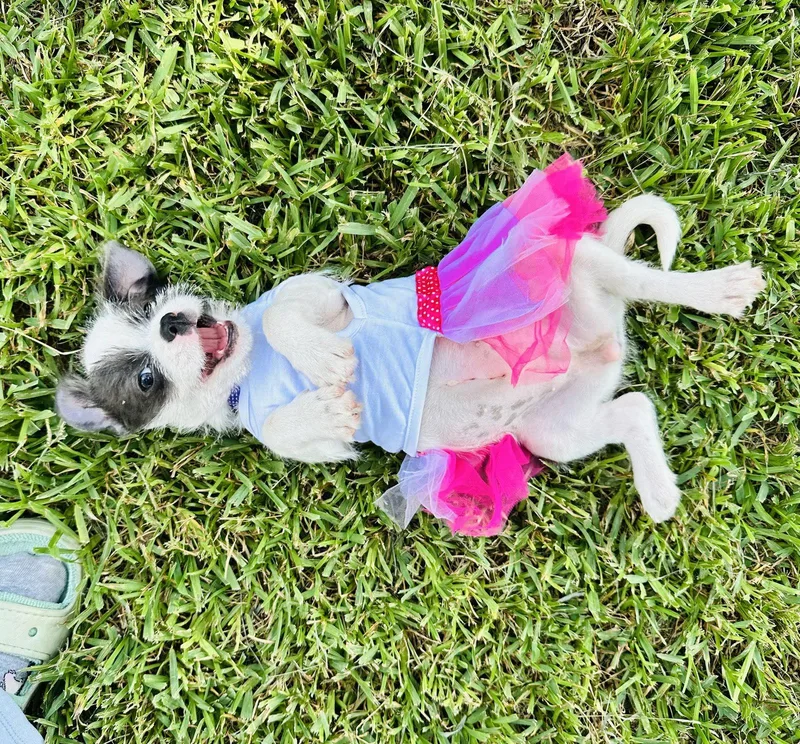 Luna plushtoylitter thumbnail 3