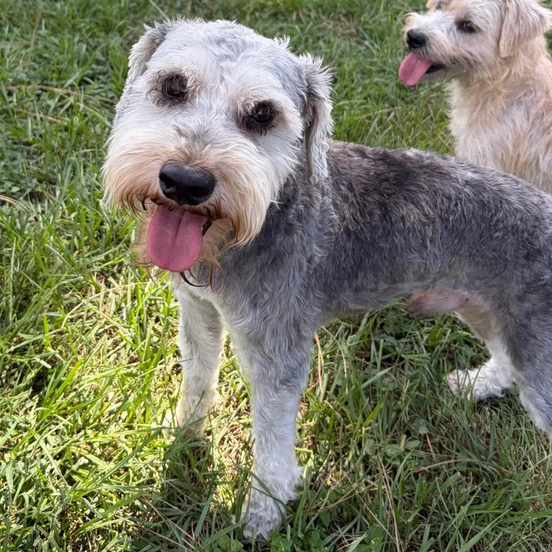 An adult small-sized male Schnauzer dog named Archie Gray for adoption in Houston, TX