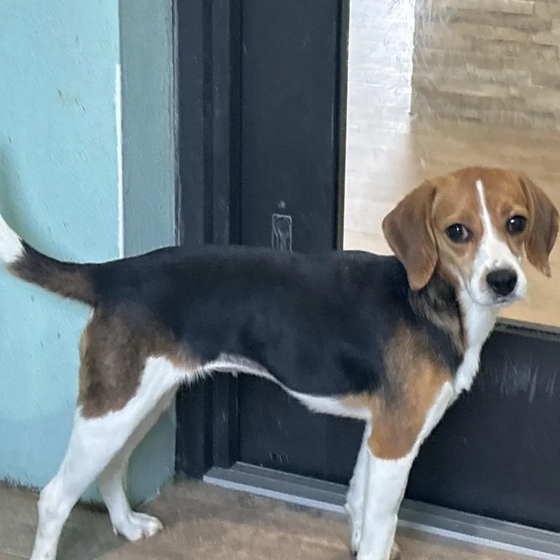 A young small-sized female Brown / Chocolate Beagle dog named Doris for adoption in LOXAHATCHEE, FL