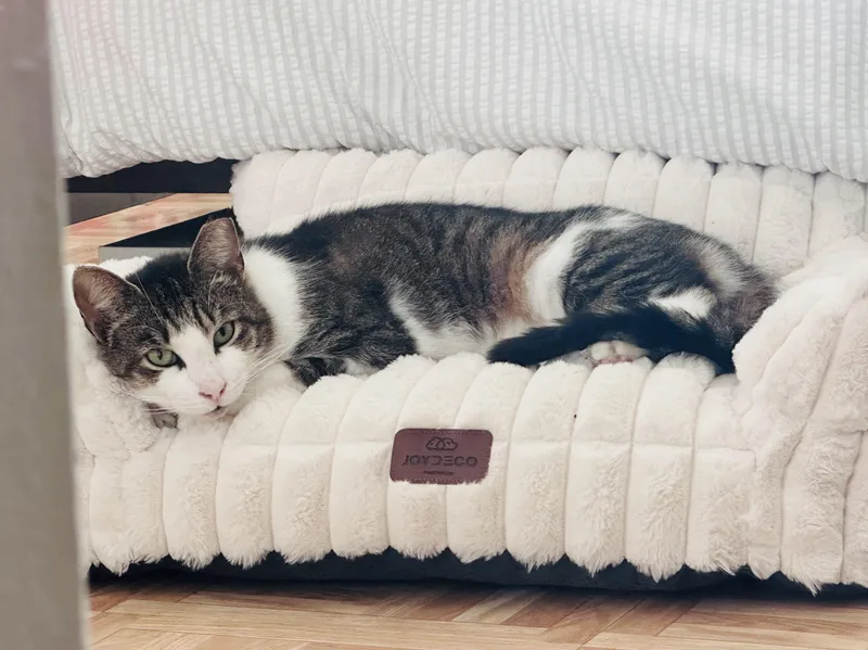 An adult medium-sized female Tabby (Buff / Tan / Fawn) Domestic Short Hair cat named Rosebud for adoption in brooklyn, NY
