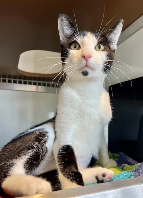 A young medium-sized male Domestic Short Hair cat named Travieso for adoption in San Francisco, CA