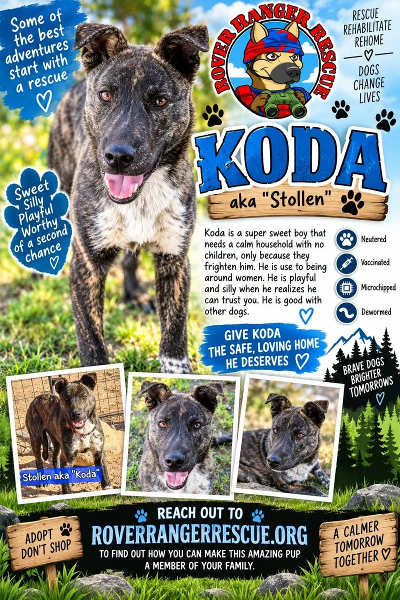 A young medium-sized male Pit Bull Terrier dog named Koda for adoption in Wrightwood, CA