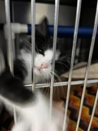 A baby small-sized male Domestic Short Hair cat named Stormy for adoption in Washington, DC