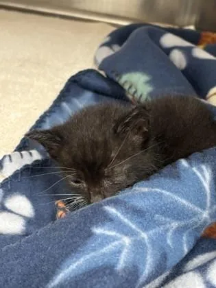 A baby small-sized male Domestic Short Hair cat named Harvey for adoption in Daphne, AL