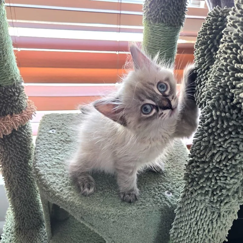 A baby small-sized female Cream / Ivory Domestic Medium Hair cat named Marshmallow for adoption in Tustin, CA