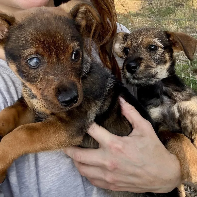 A baby small-sized male Yellow / Tan / Blond / Fawn Terrier dog named Nugget for adoption in Sonoma, CA
