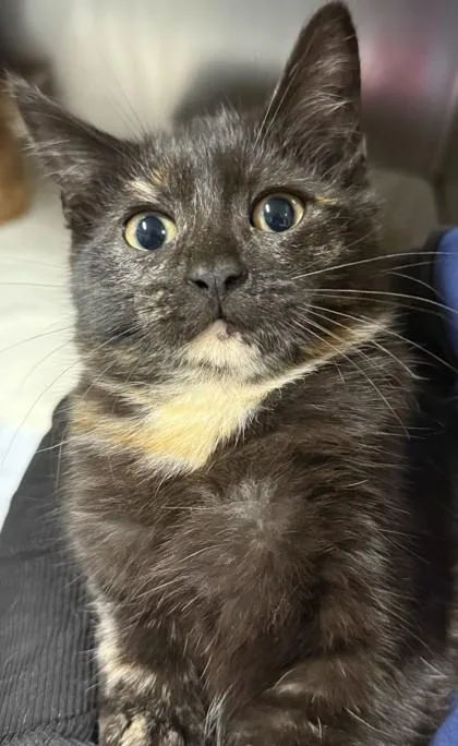A baby small-sized female Domestic Short Hair cat named Yuma for adoption in Fairhope, AL