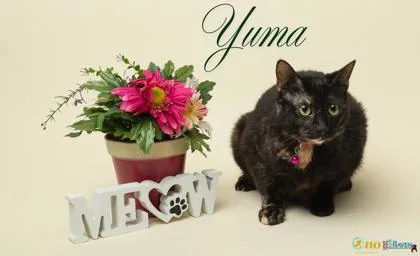 Yuma thumbnail 2