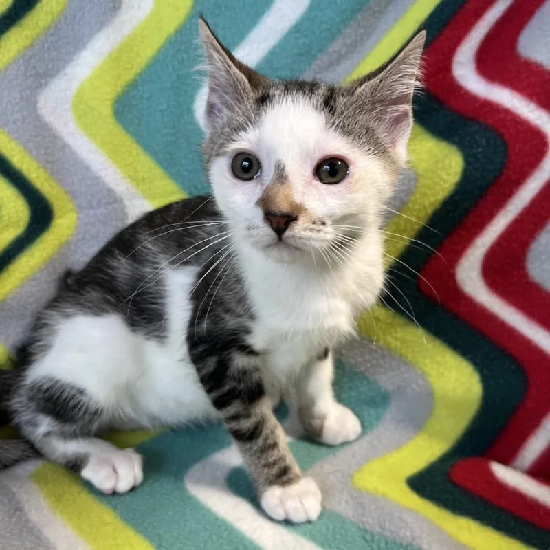 A young medium-sized female Brown / Chocolate Domestic Short Hair cat named Claire for adoption in Mount Juliet, TN