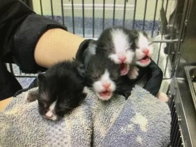 A baby small-sized male Domestic Short Hair cat named Kingston for adoption in Thousand Palms, CA