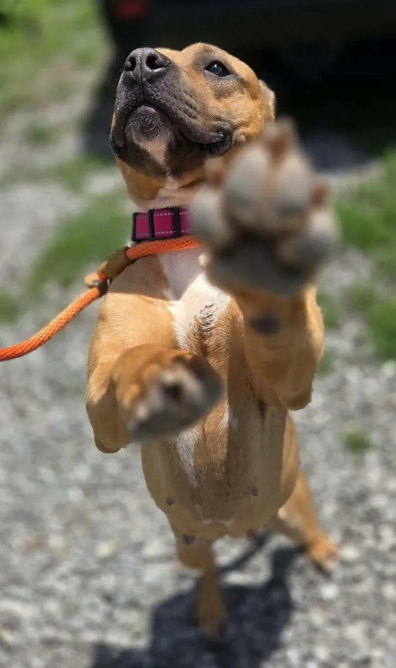 A young medium-sized female Red / Chestnut / Orange Mixed Breed dog named Phoenix for adoption in McKeesport, PA