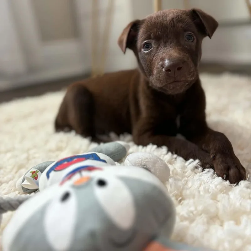 A baby medium-sized male Brown / Chocolate Labrador Retriever dog named Hershey for adoption in Enterprise, AL