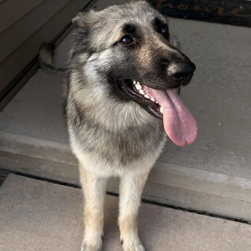 A young large-sized female Black German Shepherd Dog dog named Maggie Leigh for adoption in Van Horne, IA