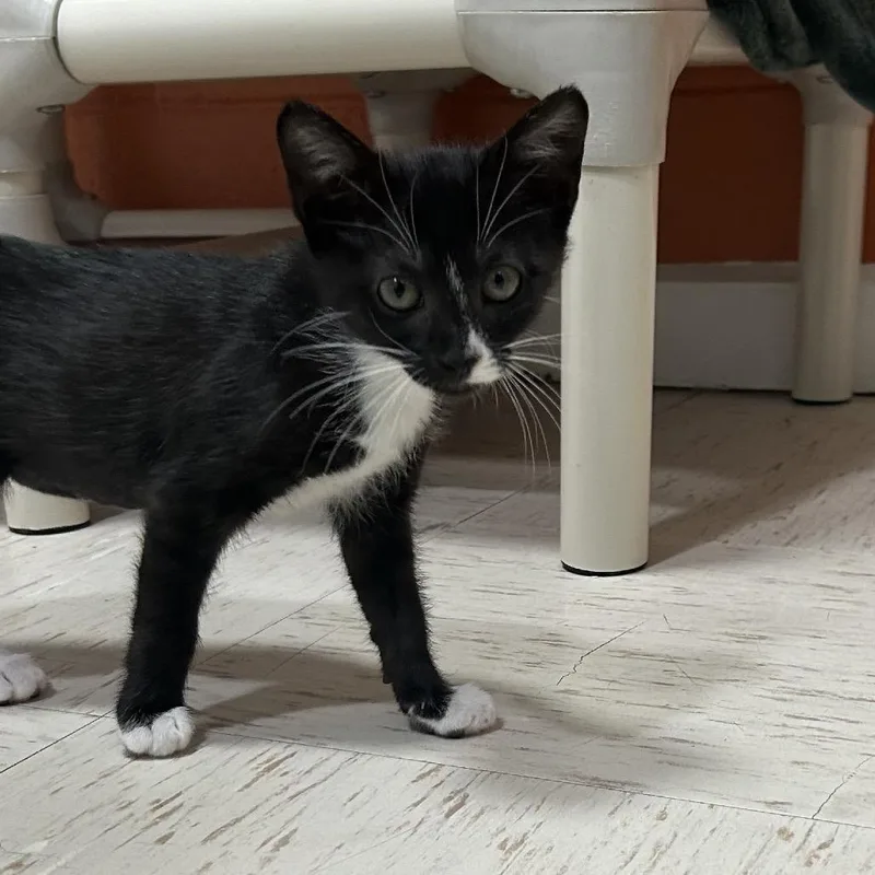 A baby small-sized female Black Domestic Short Hair cat named Pippa for adoption in Pensacola, FL