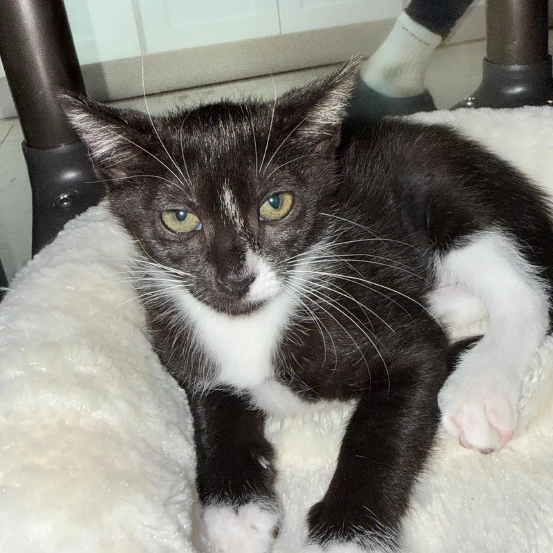 Pippa thumbnail 2