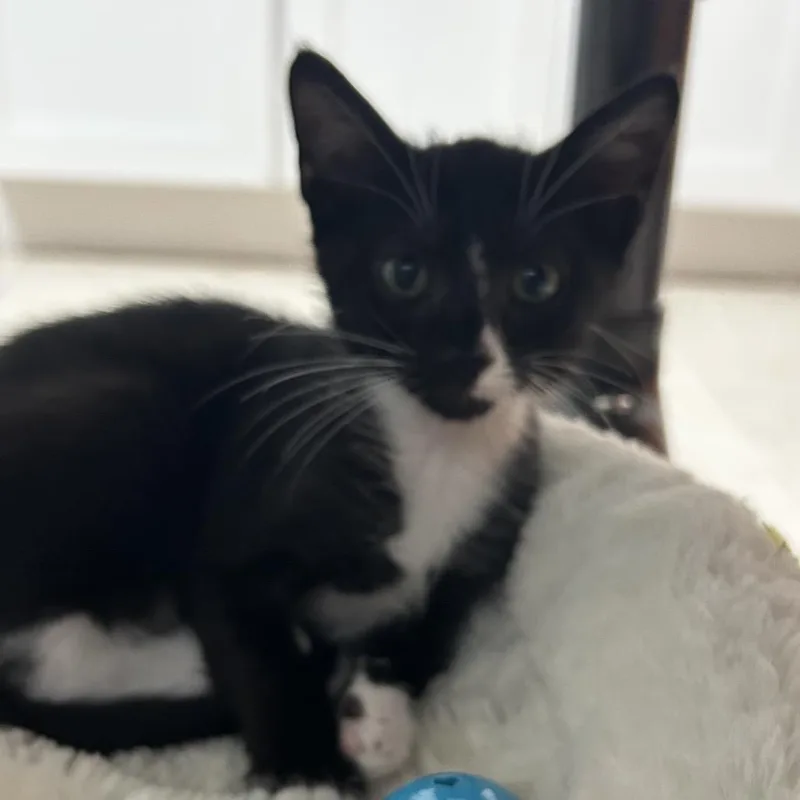 Pippa thumbnail 5