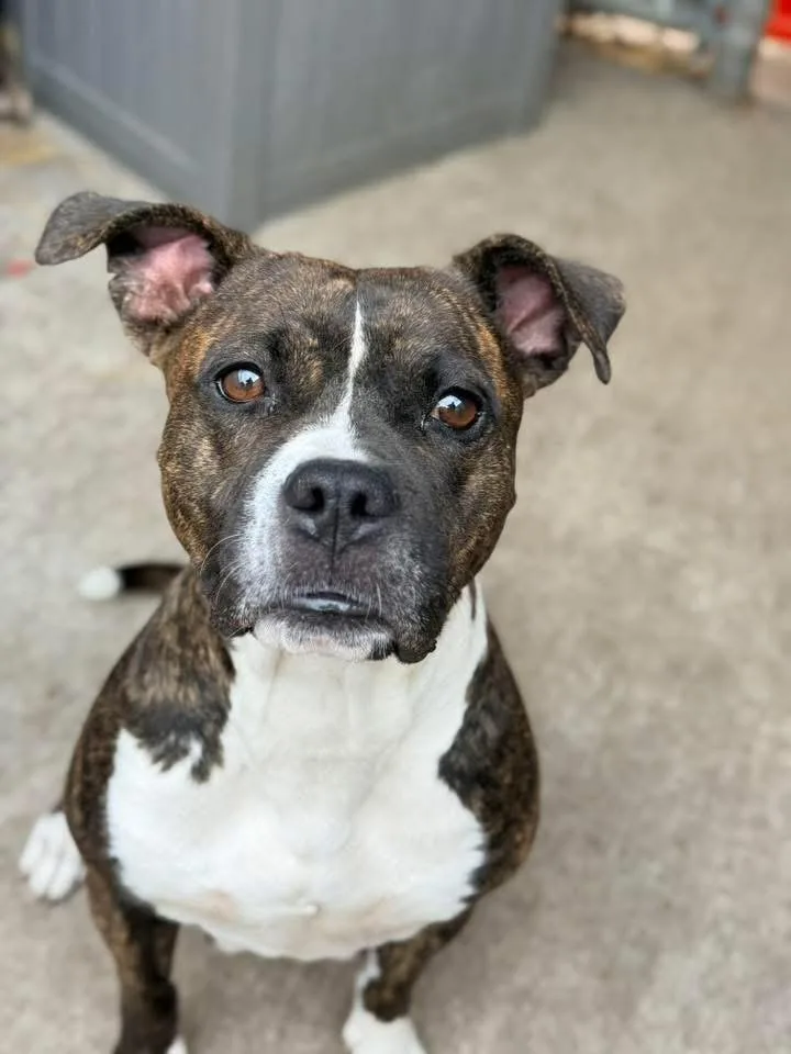 An adult medium-sized female Brindle Pit Bull Terrier dog named Lil Bit for adoption in Chicago, IL