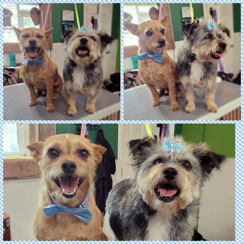 An adult medium-sized female Terrier dog named Wilma for adoption in Windsor, CO