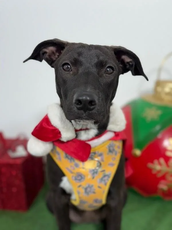 A baby medium-sized female Black Labrador Retriever dog named Tiara for adoption in Carlsbad, CA