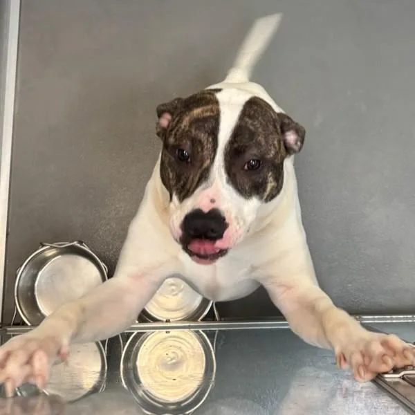 A young large-sized male American Bulldog dog named Captain for adoption in Des Moines, IA