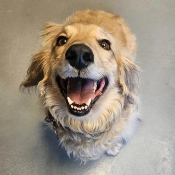An adult medium-sized male Dachshund dog named Hubie for adoption in Barron, WI