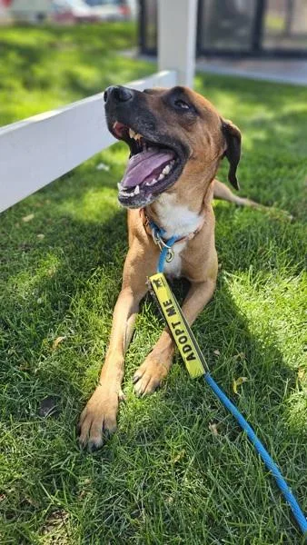 An adult medium-sized male Black Mouth Cur dog named Woody for adoption in Salt Lake City, UT