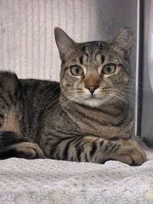 An adult medium-sized male Domestic Short Hair cat named Sprite for adoption in West Chester, PA