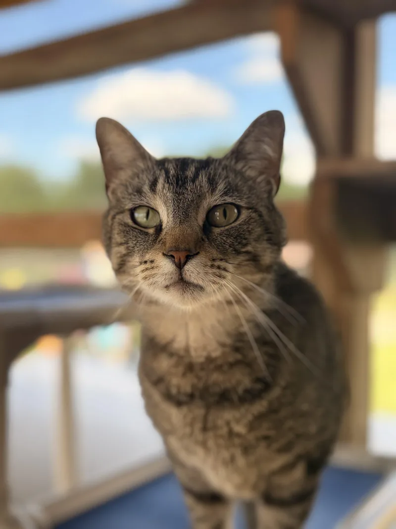 An adult large-sized male Tabby (Brown / Chocolate) Domestic Short Hair cat named Middleton for adoption in Tipp City, OH