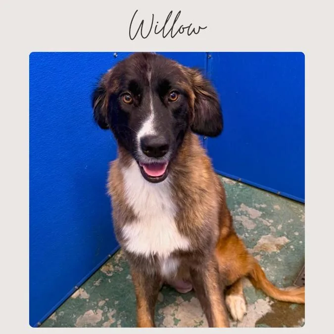 Willow thumbnail 2