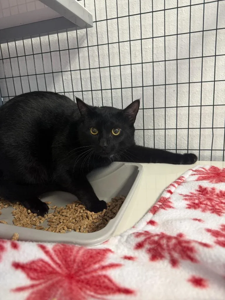 A baby small-sized male Domestic Short Hair cat named Salem for adoption in Brookings, OR
