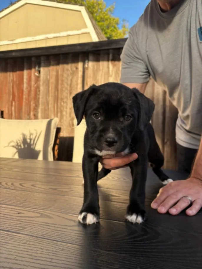 A baby small-sized male Pit Bull Terrier dog named Lionel for adoption in Santa Cruz, CA