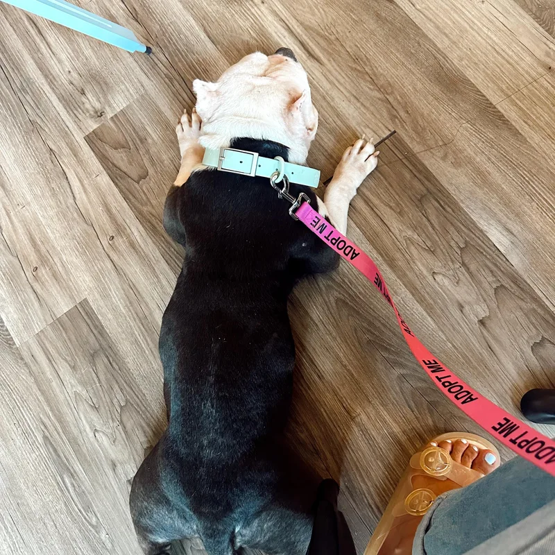 An adult medium-sized female Staffordshire Bull Terrier dog named Lulabelle for adoption in Charlotte, NC