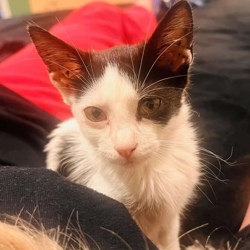 A baby small-sized male Domestic Short Hair cat named Wilson for adoption in Lake Panasoffkee, FL