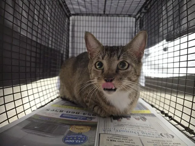An adult large-sized female Domestic Short Hair cat named Smoothie for adoption in Fort Lauderdale, FL