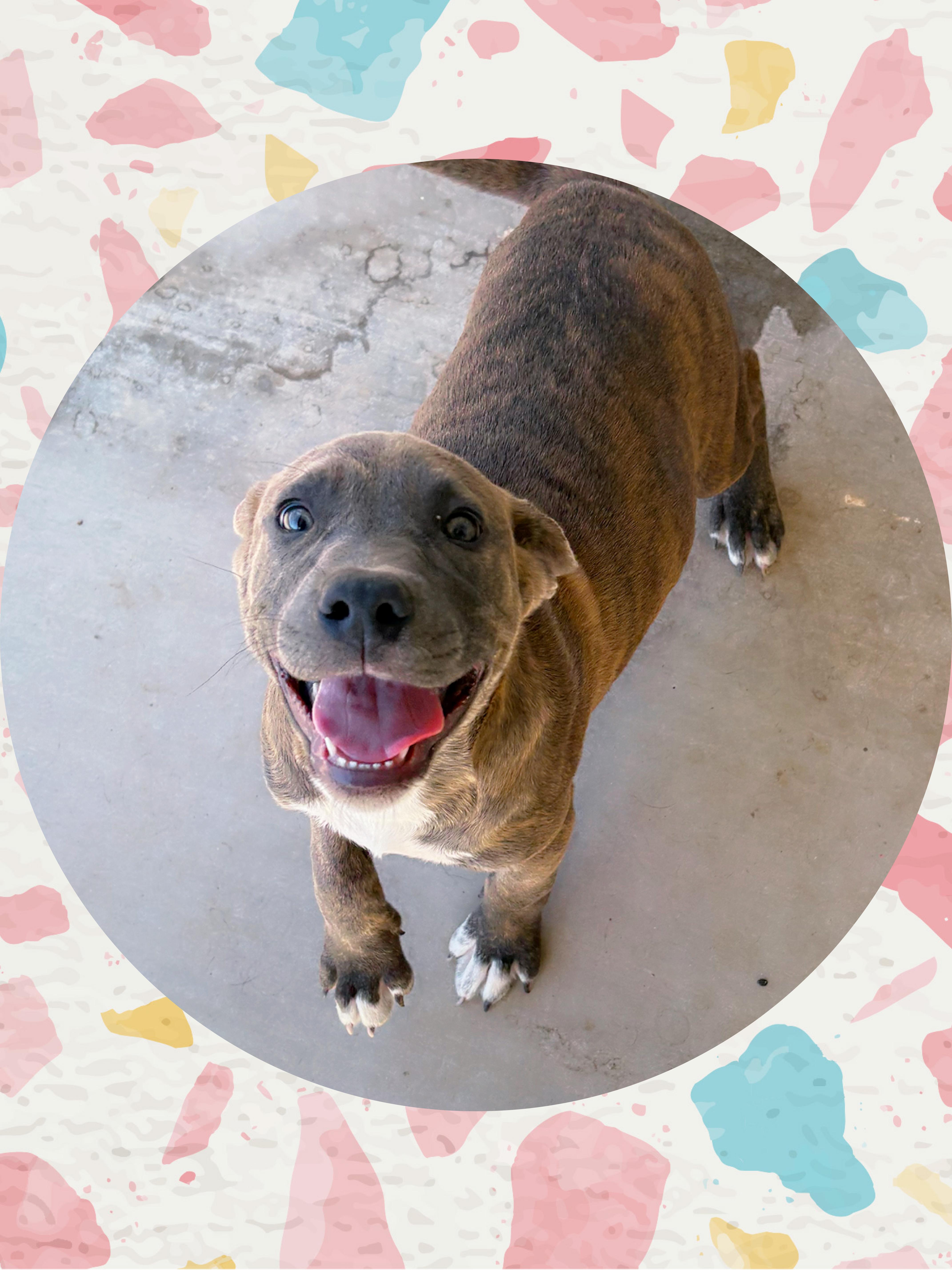 A young medium-sized female Brindle Labrador Retriever dog named Sweet MAPLE for adoption in Queen Creek, AZ