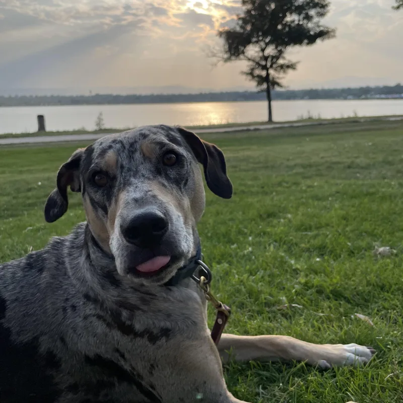 An adult medium-sized female Merle (Blue) Catahoula Leopard Dog dog named Pua Jj for adoption in Roundup, MT