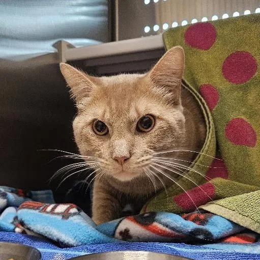 An adult large-sized male Orange / Red Domestic Short Hair cat named Albert for adoption in Warwick, RI