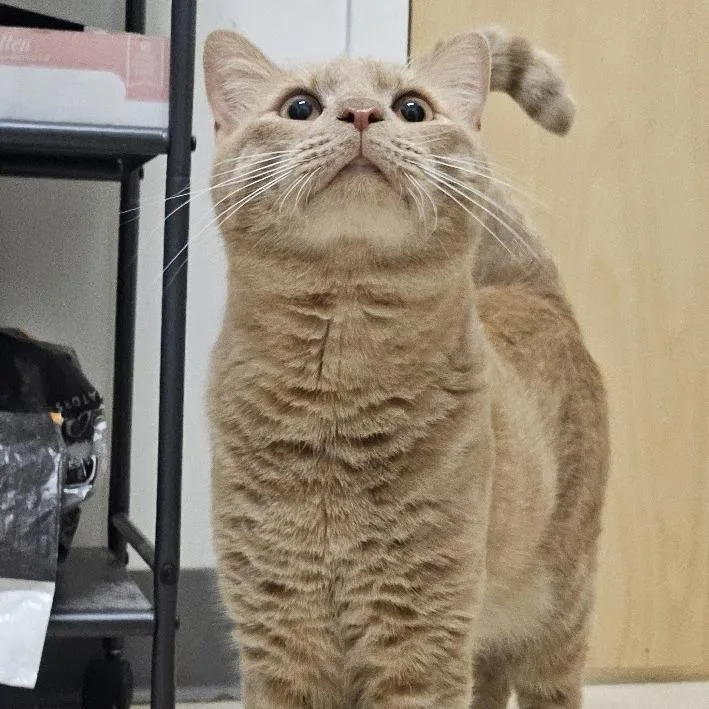 Albert thumbnail 3