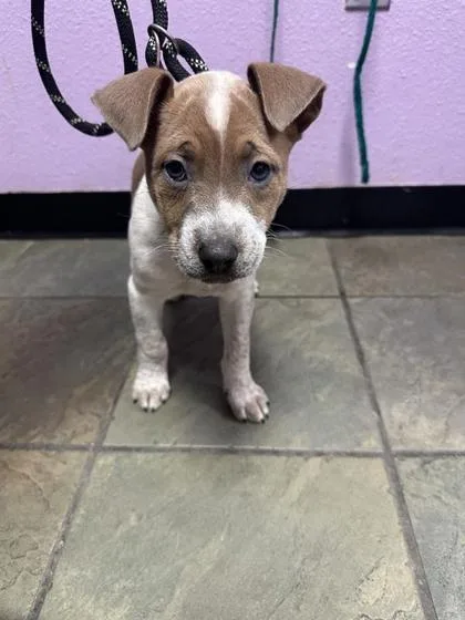 A baby small-sized female White / Cream Mixed Breed dog named 61005685 for adoption in El Paso, TX