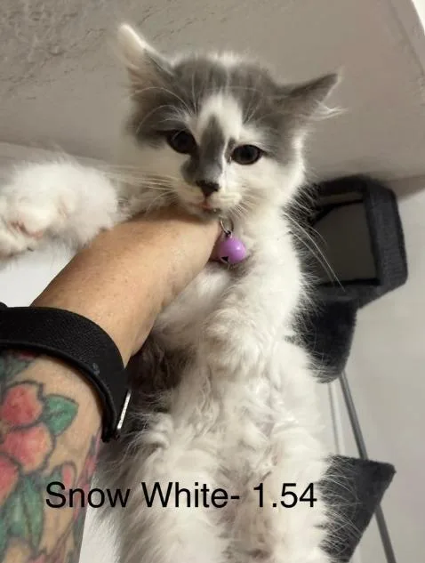 A baby medium-sized female Domestic Short Hair cat named Snow White for adoption in Johnson City, TN