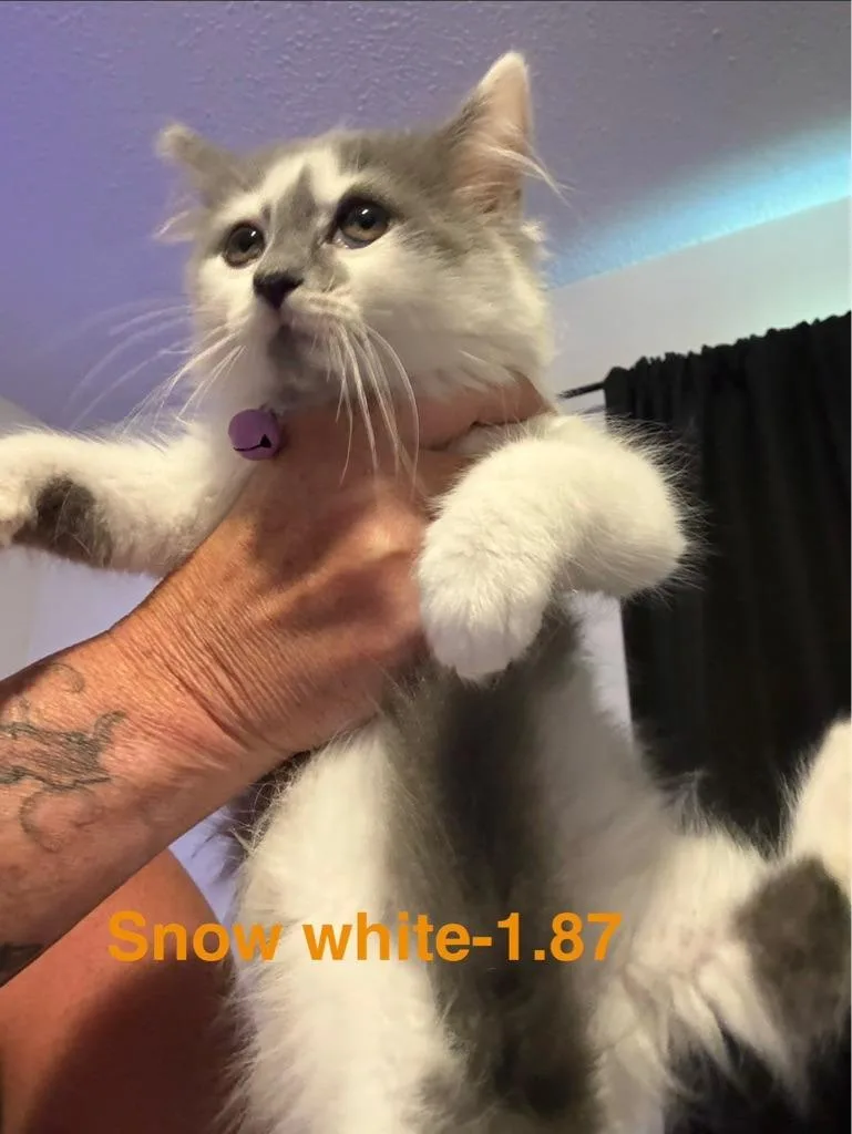 Snow White thumbnail 2